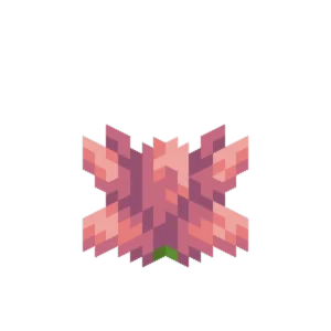Cactus Flowers